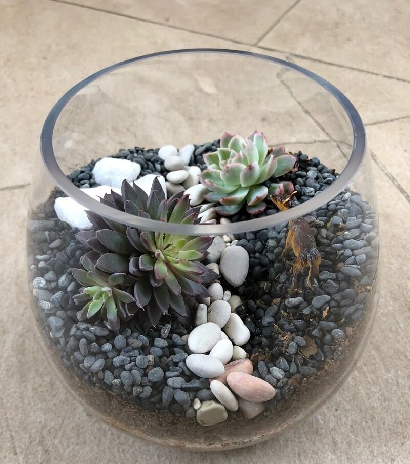DIY succulent terrarium sydney